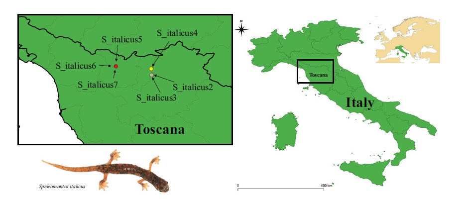 New article published in Scientific Reports on the trophic niche of Speleomantes italicus