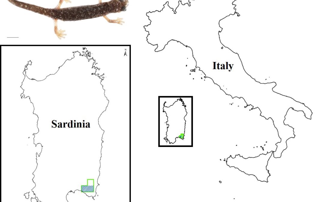 New article published in Animals on the monitoring of Speleomantes sarrabusensis