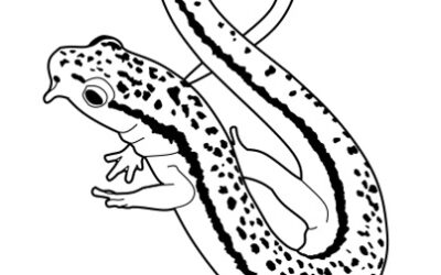 8th Conference on the Biology of Plethodontid Salamanders: here the program